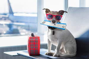 Pets on Planes: What You Need to Know
